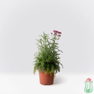 Achillea millefolium "Cerise Queen"