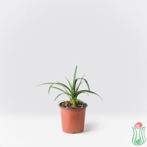 Agapanto (Agapanthus Africanus)