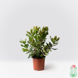 Corbezzolo (Arbutus unedo)