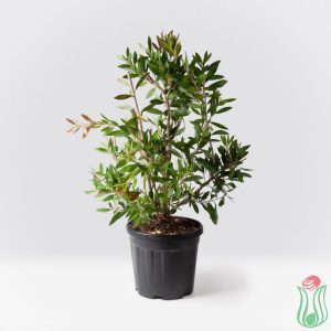 Callistemon "Laevis"