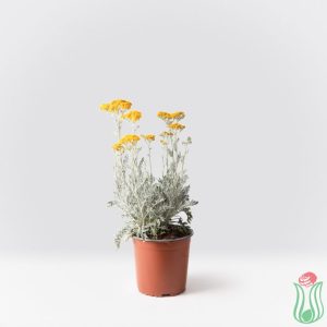 Cineraria marittima pianta perenne