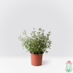 Cisto (Cistus) x skanbergii