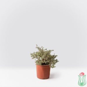 Coprosma Kirkii variegata