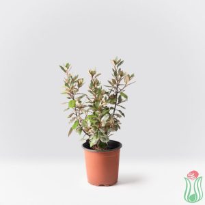 Eleagno verde (Eleagnus ebbingei)