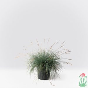 Festuca glauca