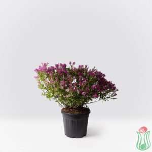 Veronica (Hebe) 'AUTUMN GLORY'