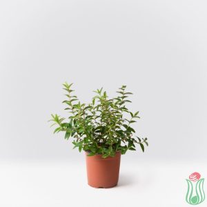 Iperico (Hypericum calycinum)