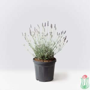 Lavanda lanata (Lavandula lanata) "Silbersamt"