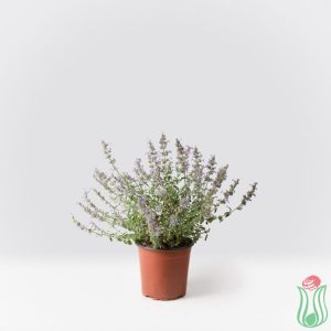 Nepeta faassenii "Six Hills Giant"