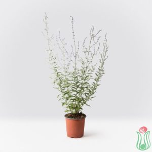 Perovskia abrotanoides