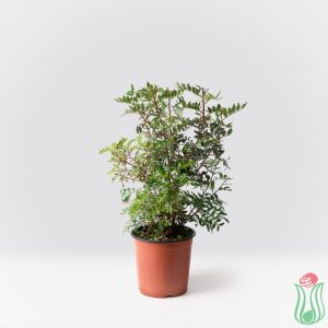 Lentisco (Pistacia lentiscus)