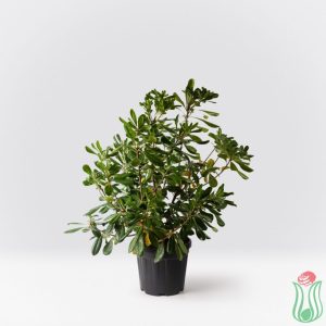Pittosporo (Pittosporum tobira)
