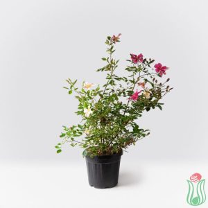 Rosa Mutabilis-Chinesis