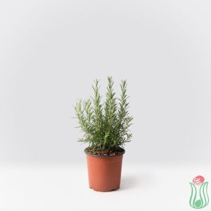 Rosmarino officinale (Rosmarinus officinalis)