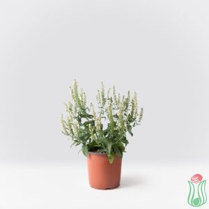 Salvia nemorosa “Adrian”