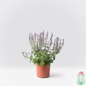 Salvia nemorosa “Blauhügel”