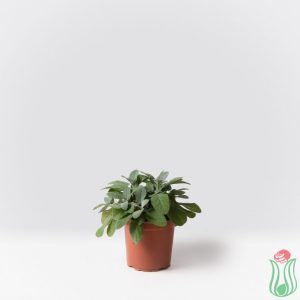 Salvia comune (Salvia officinalis)