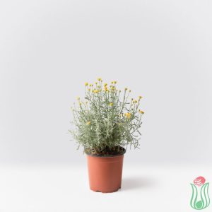 Santolina chamaecyparissus