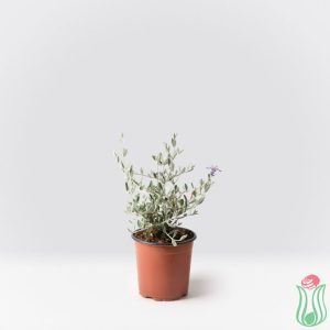 Teucrium fruticans 'Azureum'