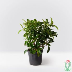 Viburno lucido - pianta da siepe Viburno lucido