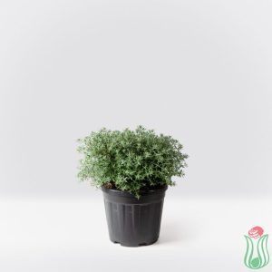 Westringia fruticosa - bianca