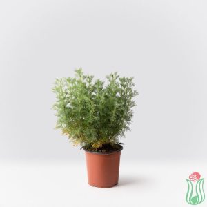 Abrotano (Artemisia arboratum)
