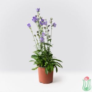 Campanula blu (Campanula persicifolia)