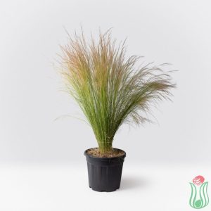 Stipa (Stipa tenuissima)