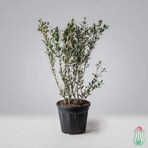 Fillirea (Phillyrea angustifolia)