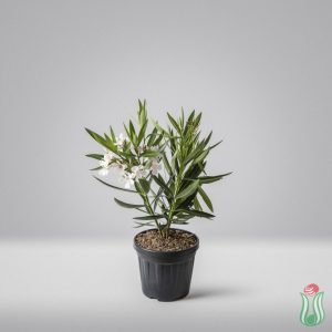 Oleandro (Nerium oleander) - Bianco