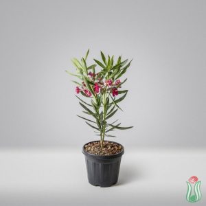Oleandro (Nerium oleander) - Rosso