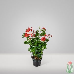 Geranio Parigino (Pelargonium Peltatum)