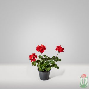 Geranio Zonale (Pelargonium Zonale)