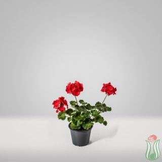 geranio_rosso-3lt-base
