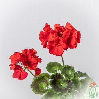 geranio_rosso-3lt-detail