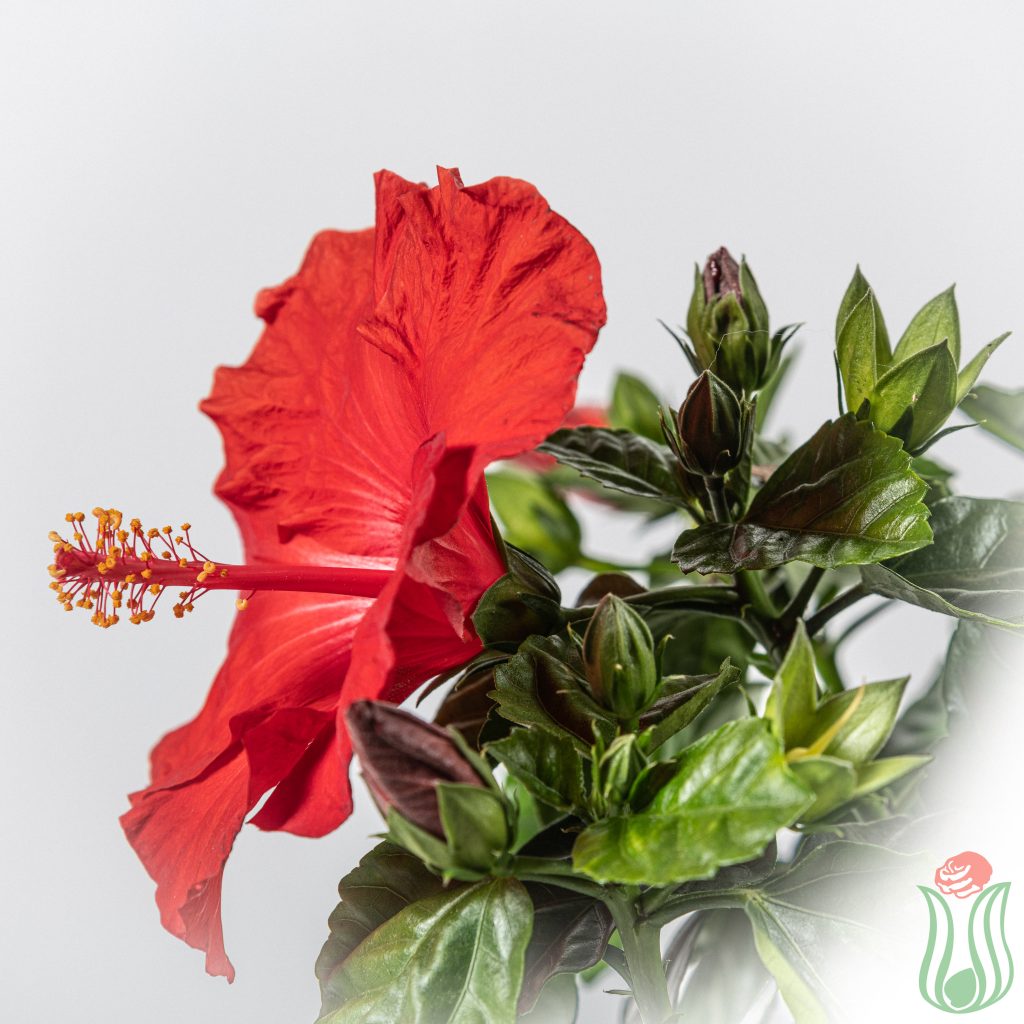 Benoon Semi 100 Pz/Borsa Semi Di Ibisco Piante Fiorite Rare Semi Di - Foto 9