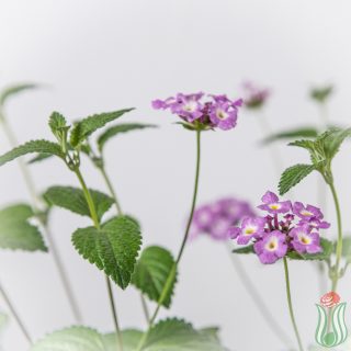 lantana_sellowiana_lilla-3lt-detail