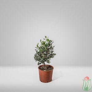 Olivo bonsai