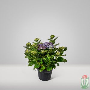 Ortensia (Hydrangea)