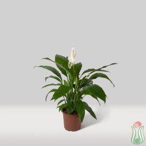 Spatafillo (Spathiphyllum)
