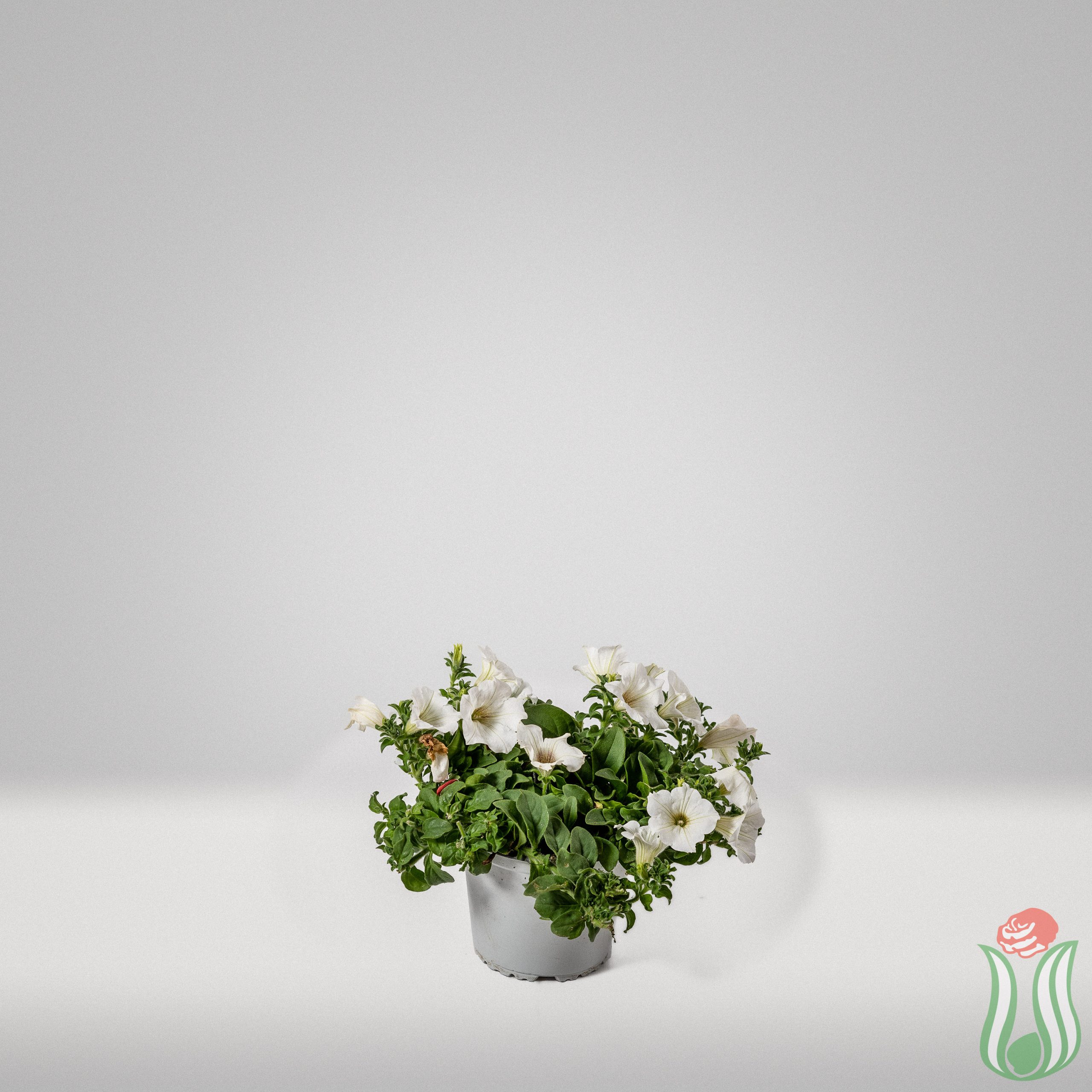 surfinia_bianca-3lt-base