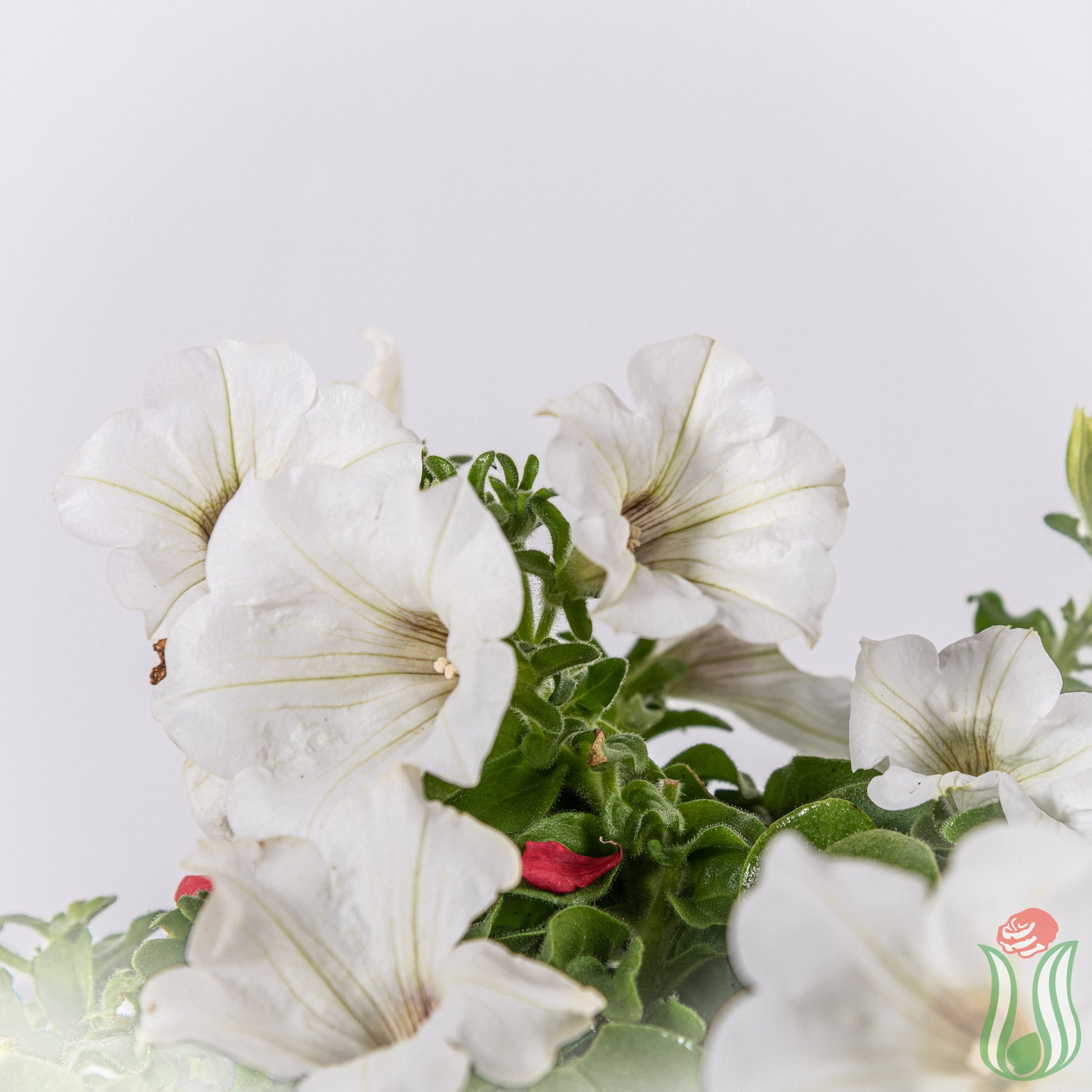 surfinia_bianca-3lt-detail