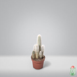 Cleistocactus strausii