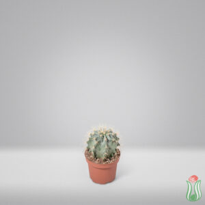 Ferrocactus glaucescens