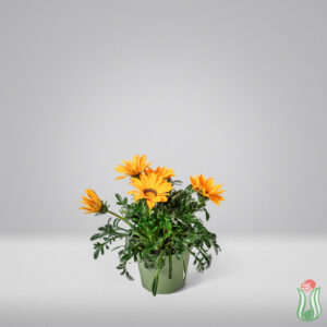 Gazania