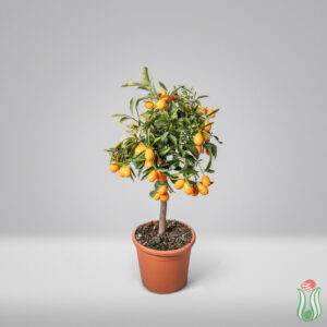 Kumquat