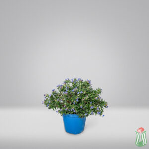 Lithodora