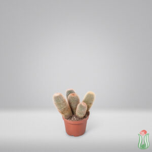 Mammillaria ernestii