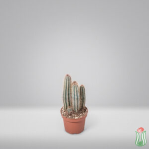 Neocardenasia herzogiana